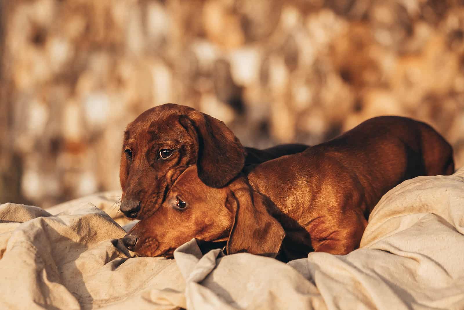 dos perros dachshund acostados juntos