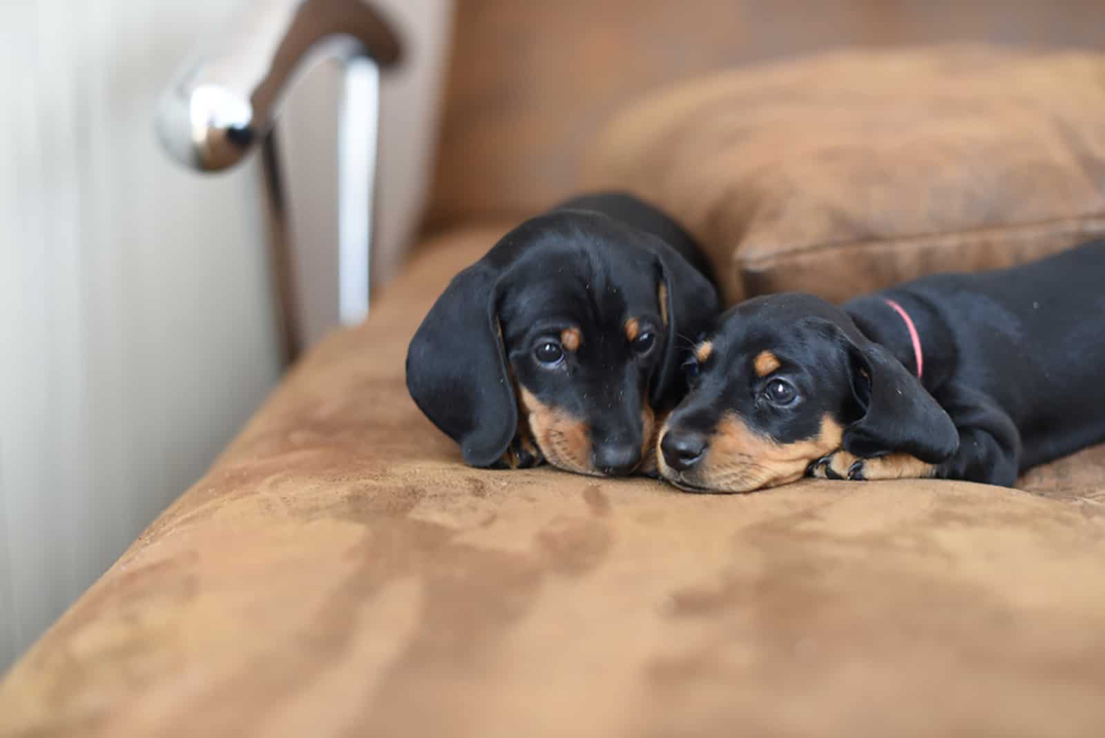 dos cachorros de dachshund tumbados en el sillón