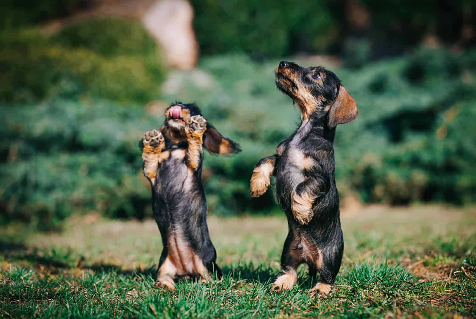 dos cachorros de dachshund jugando en el jardín