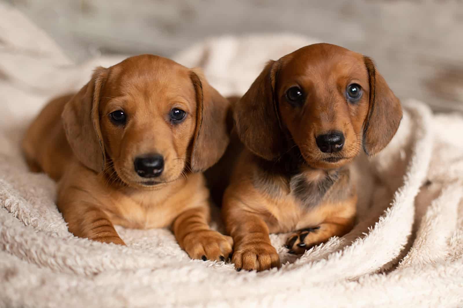 dos cachorros de dachshund acostados juntos