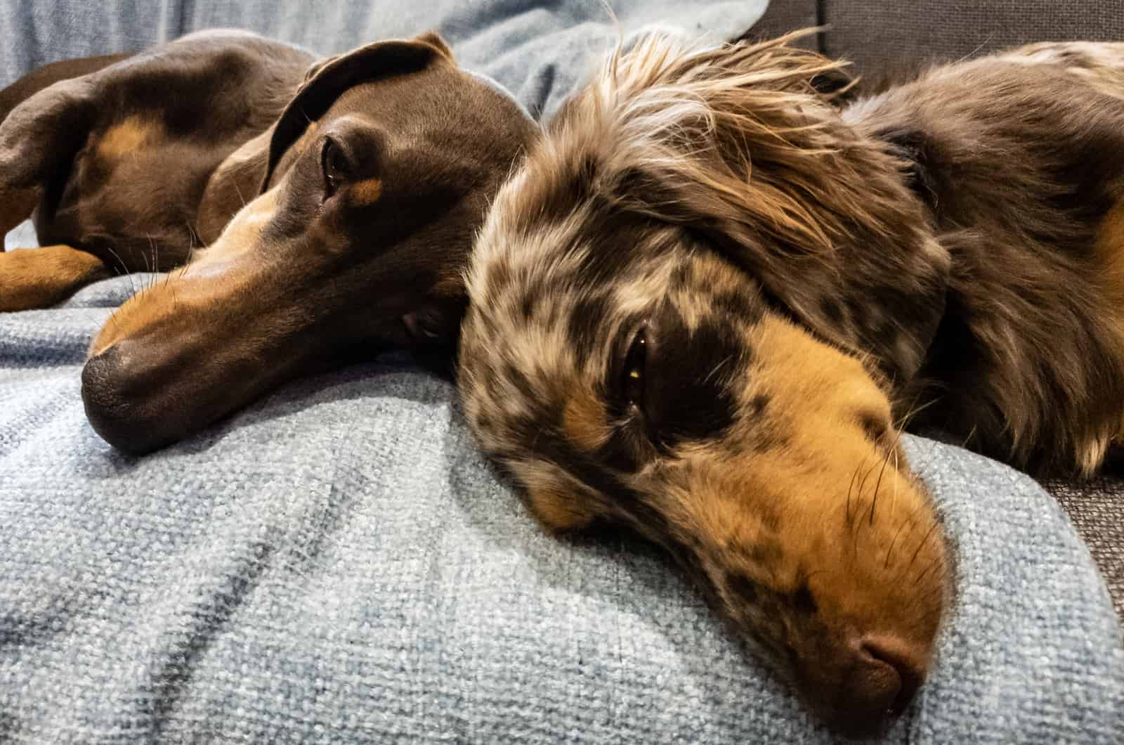 dos dachshunds durmiendo
