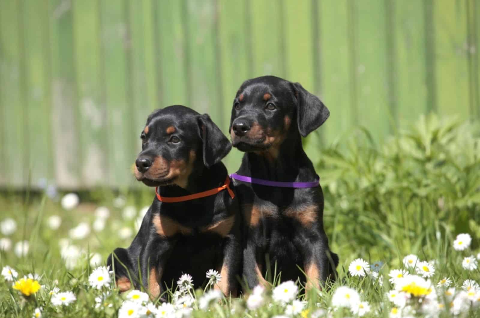 dos cachorros de doberman sentados en el jardín