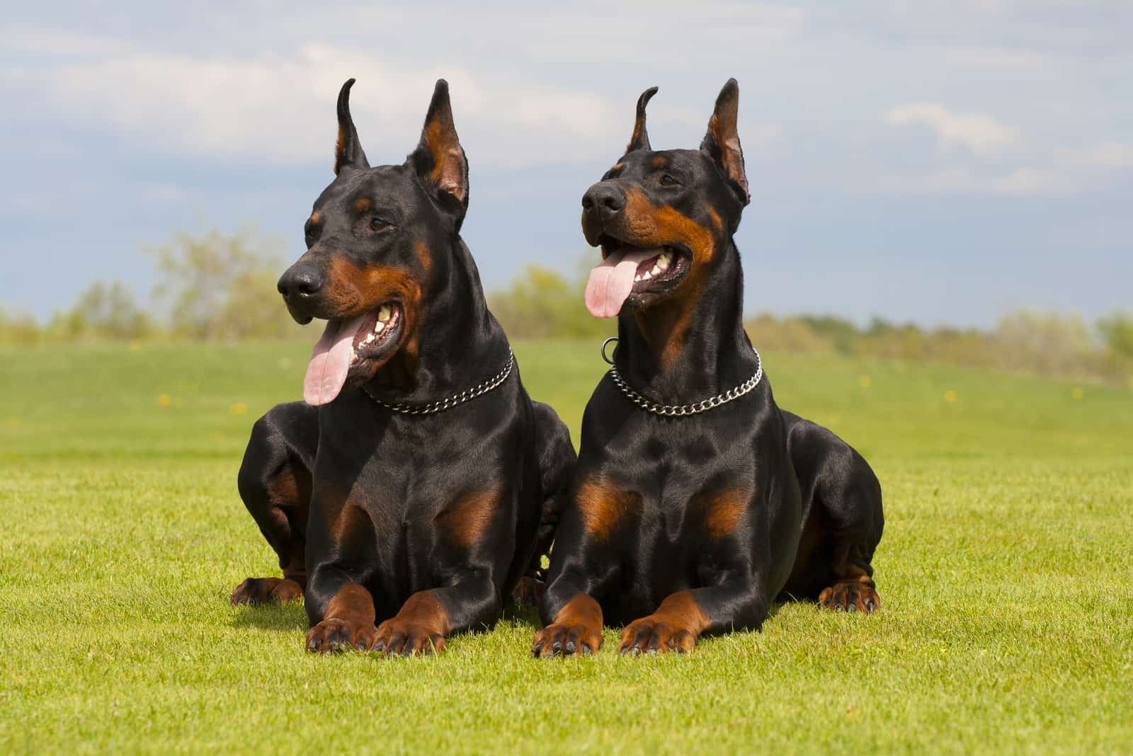 dos dobermans sentados en la hierba