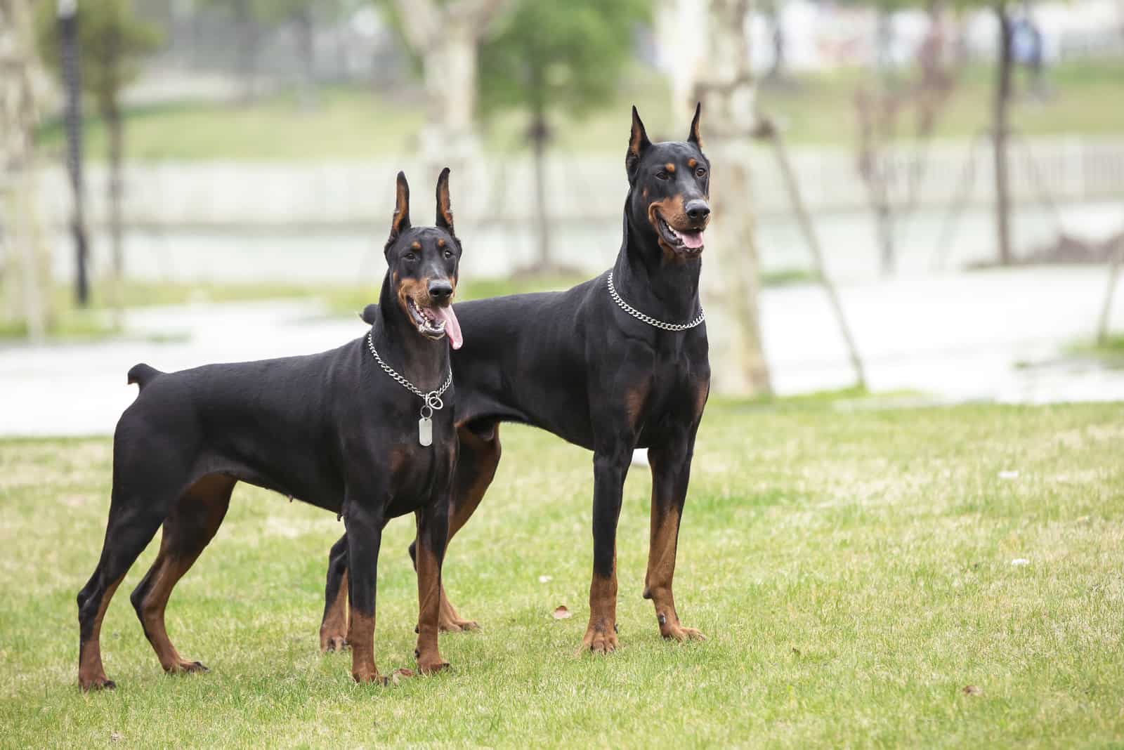 dos Dobermans están en el parque