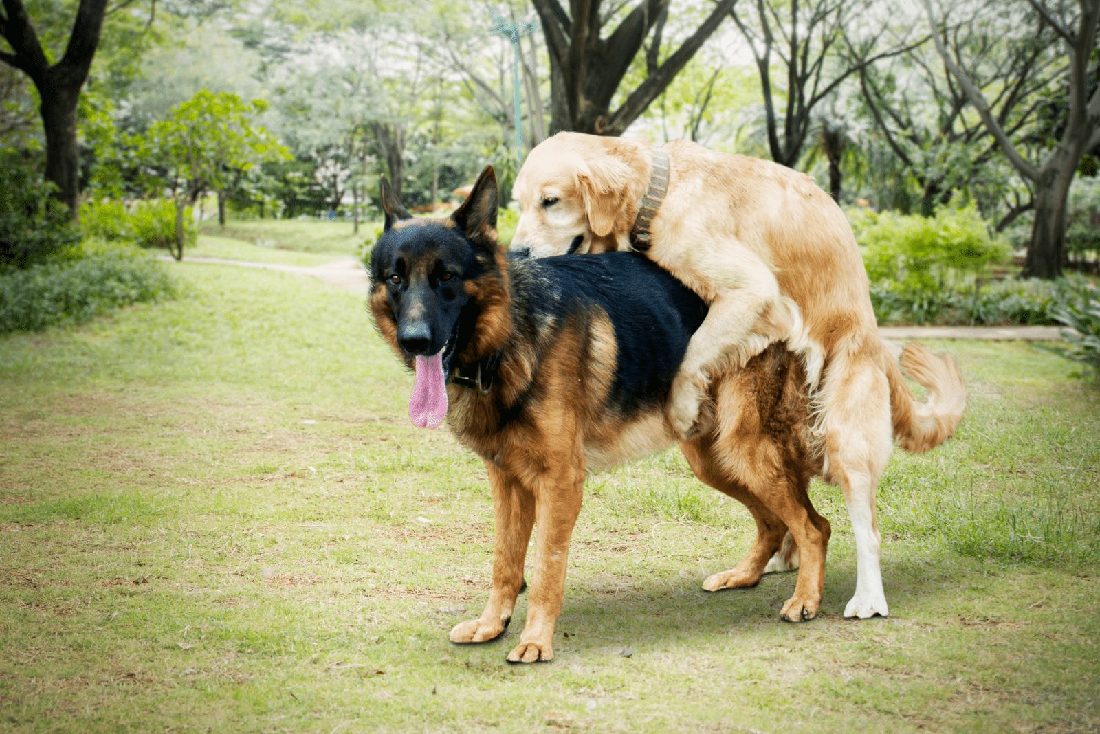 dos perros están apareándose en el jardín