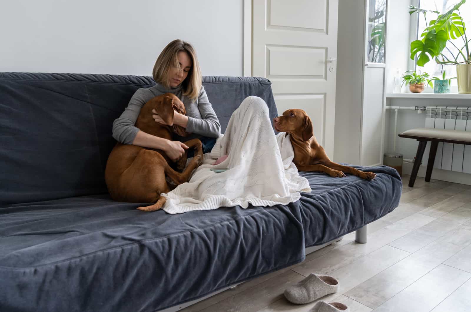 dos perros consolando a un dueño triste