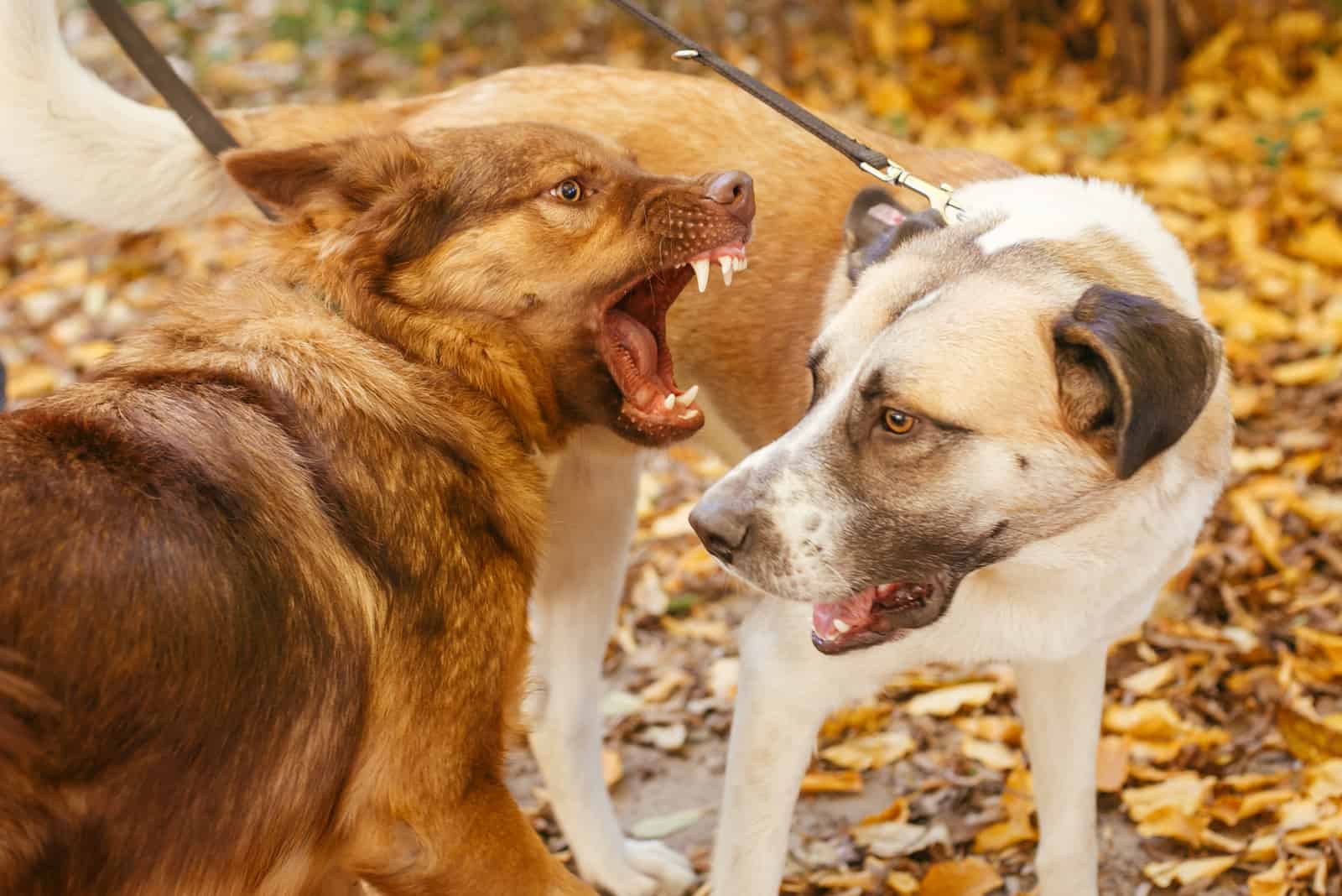 dos perros peleando en el parque