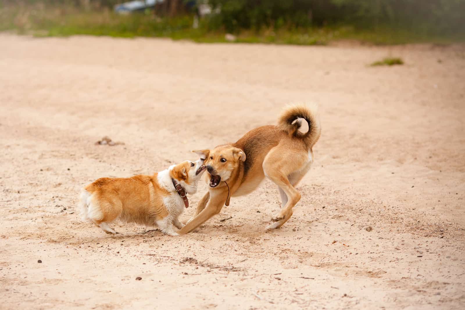 dos perros peleando en la playa