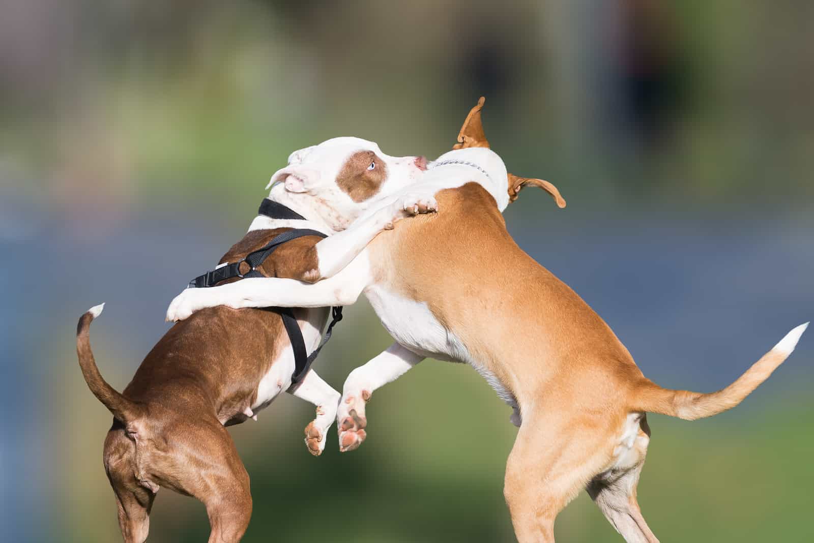 dos perros peleando al aire libre en el parque