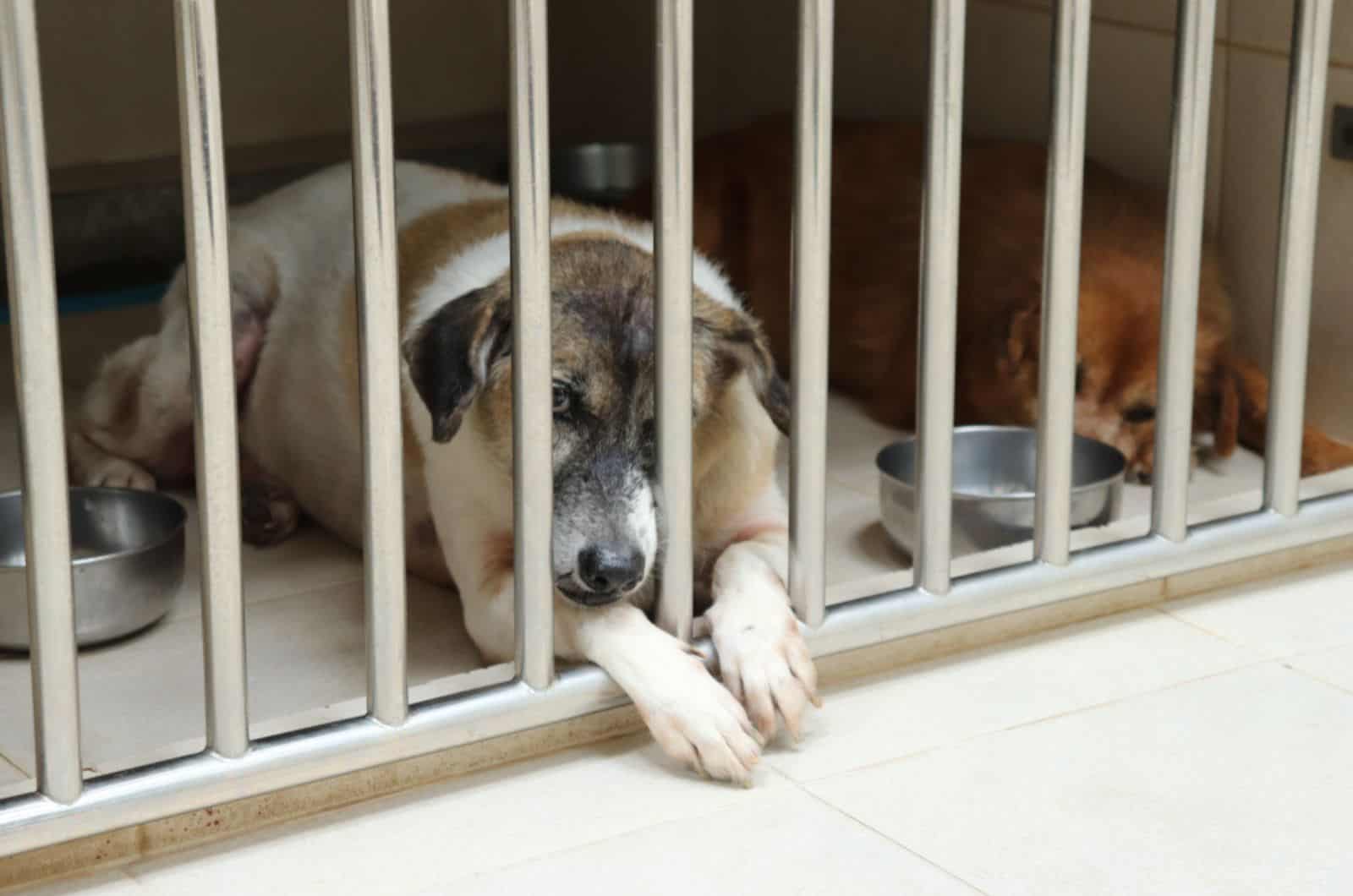 dos perros acostados en una jaula en un centro de rescate