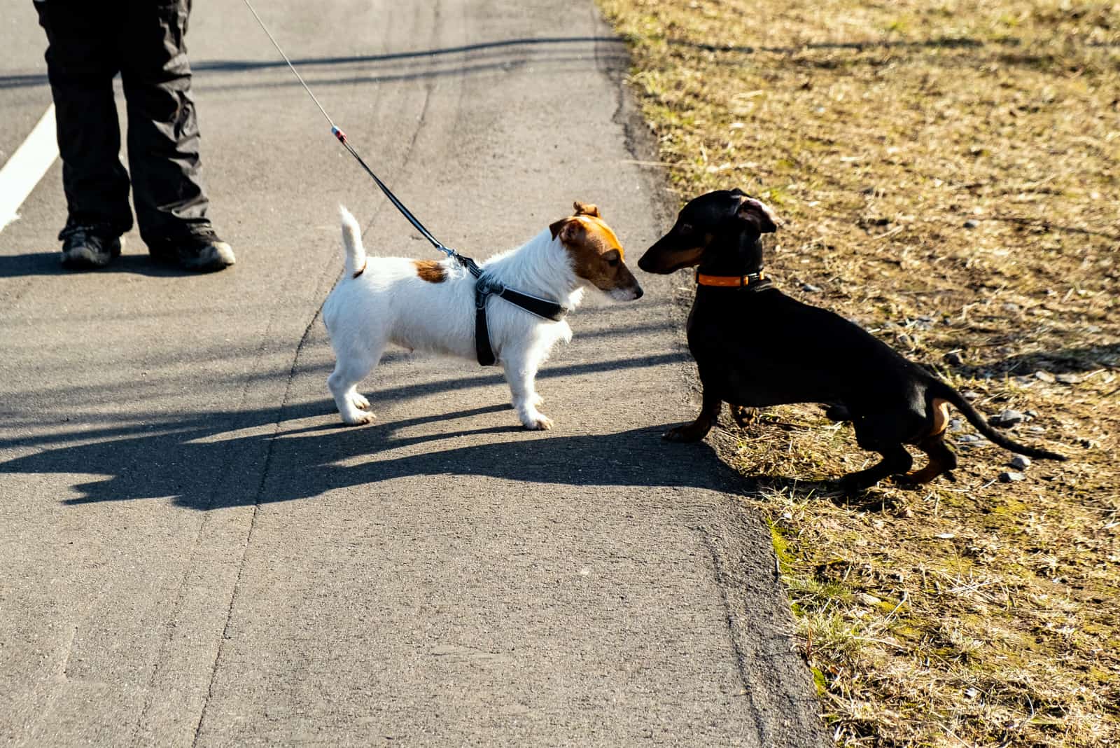 dos perros en el camino se encuentran y huelen
