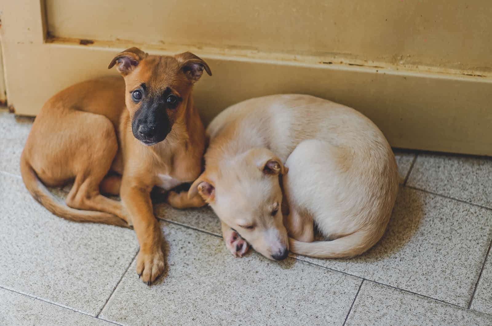 dos perros descansando