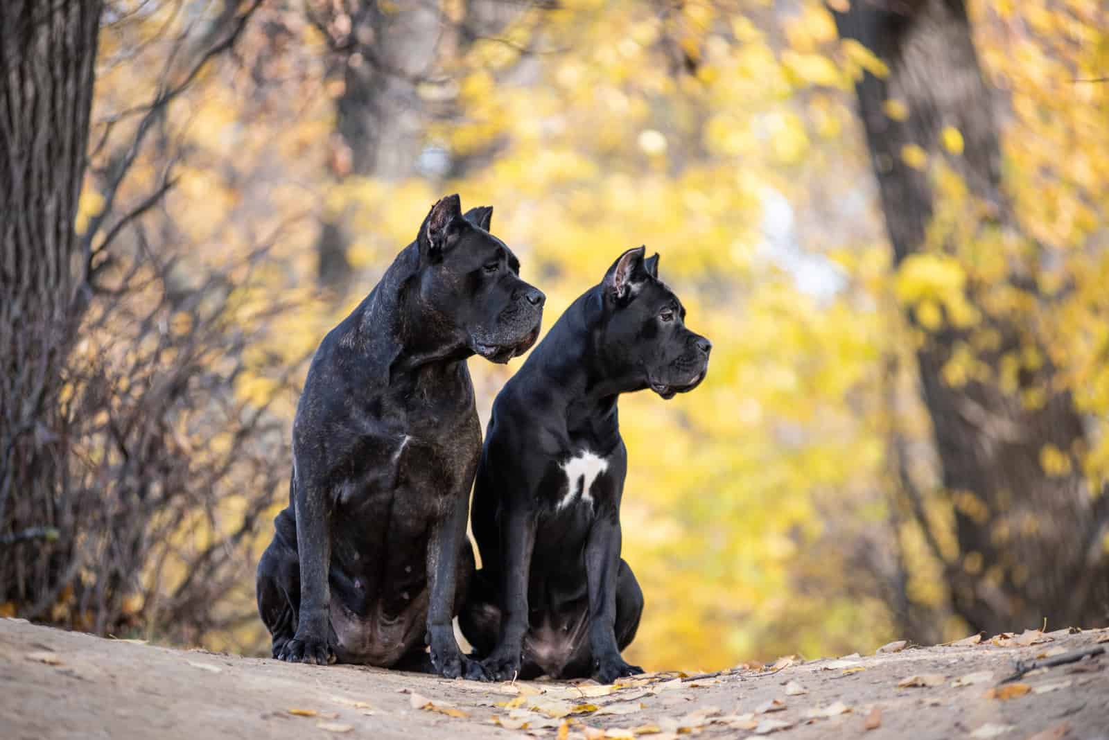 dos perros sentados afuera mirando lejos