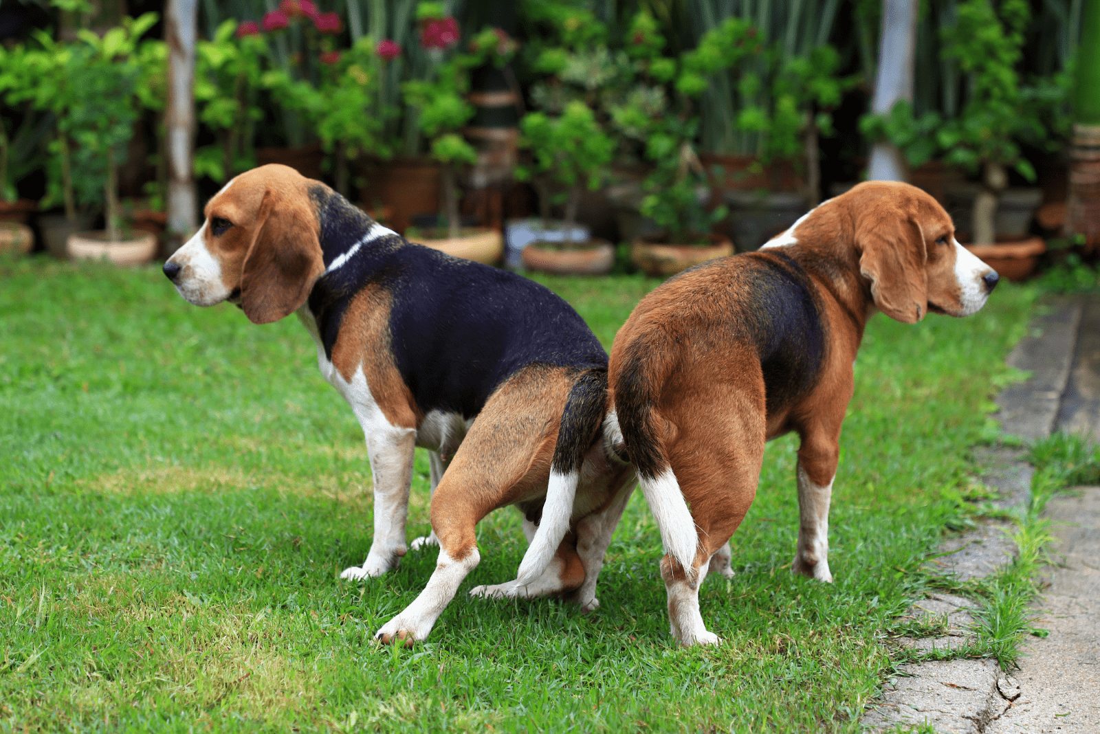 dos perros se quedan pegados uno al otro