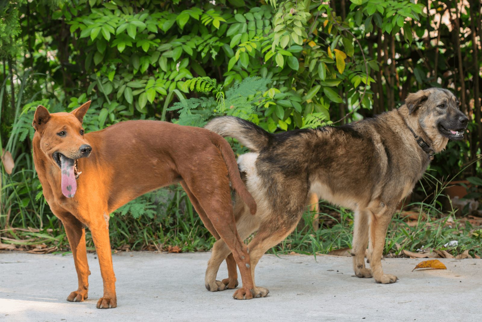 dos perros están en la acera pegados el uno al otro