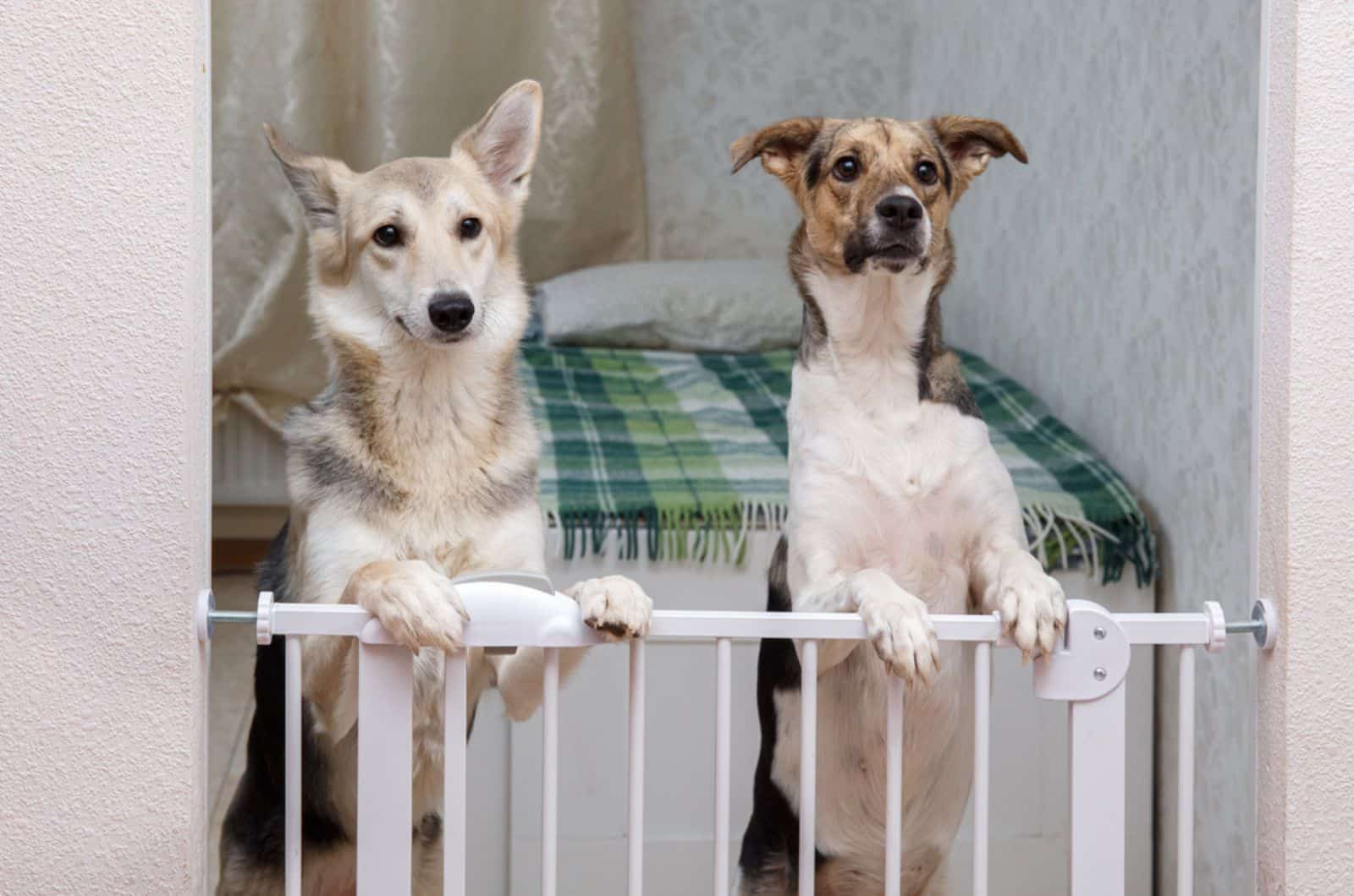 dos perros de pie sobre las patas traseras detrás de una puerta de seguridad