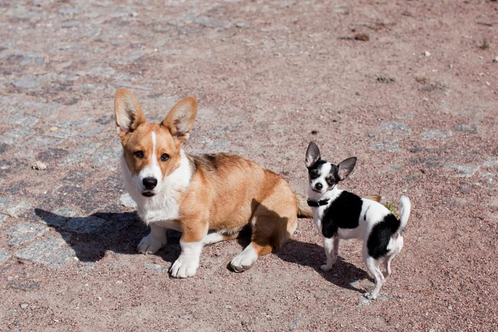 dos perros caminando al aire libre, el corgi galés de pembroke y un chihuahua