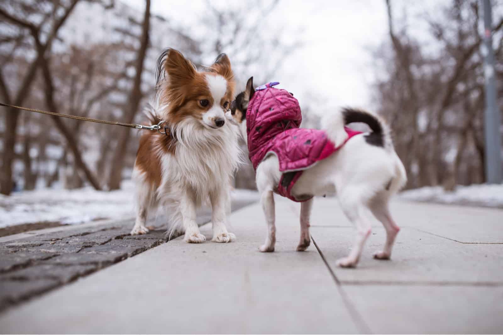 dos perros divertidos se huelen entre sí