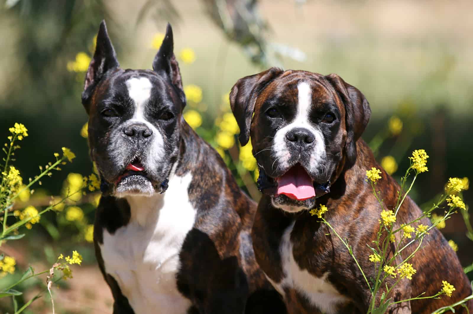 dos perros bóxer alemanes en un prado