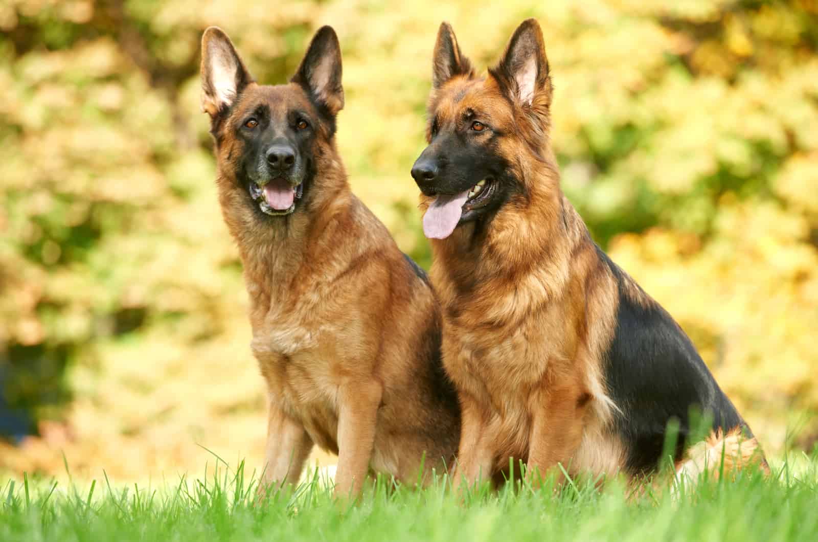 dos pastores alemanes en un campo