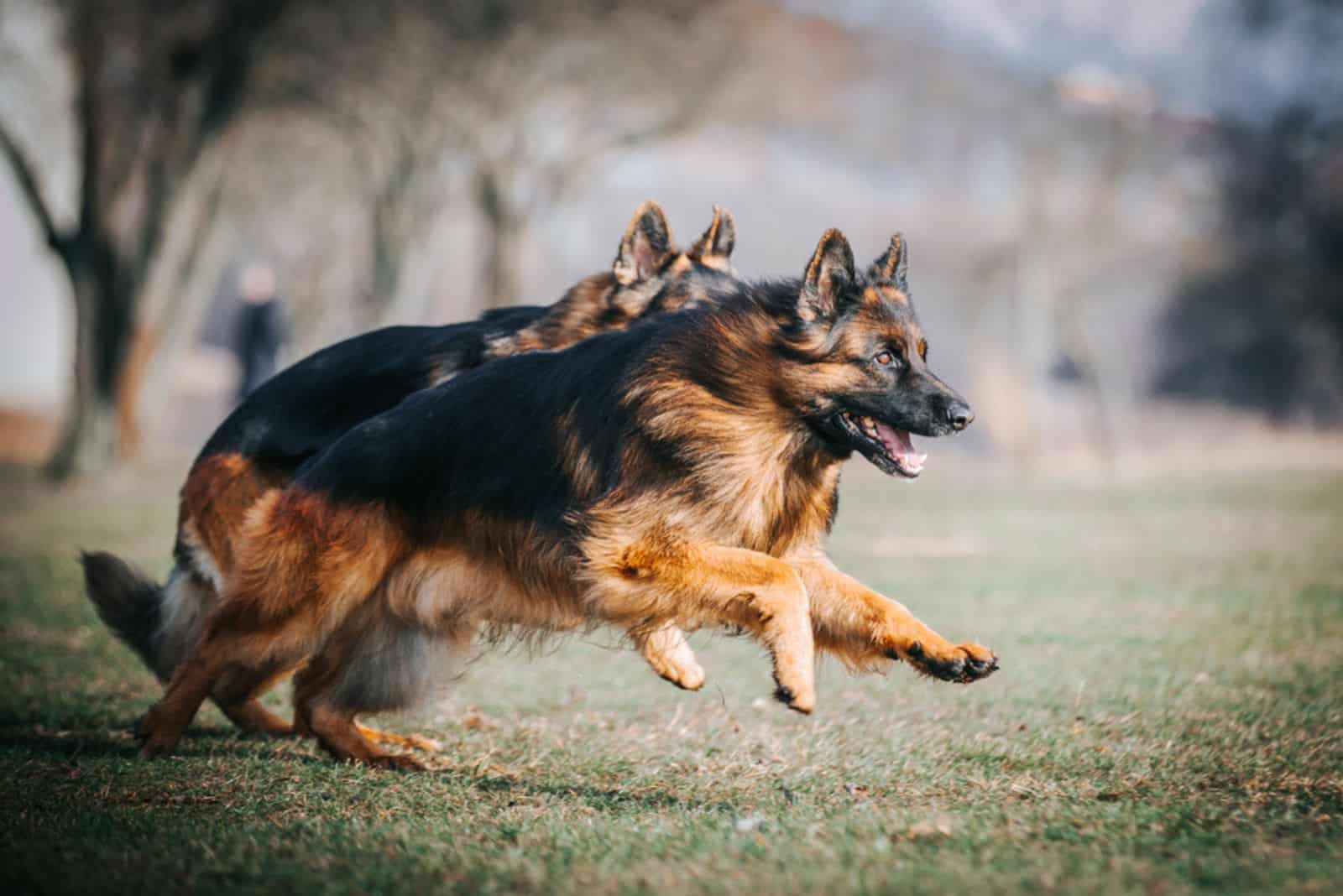 dos pastores alemanes corriendo juntos