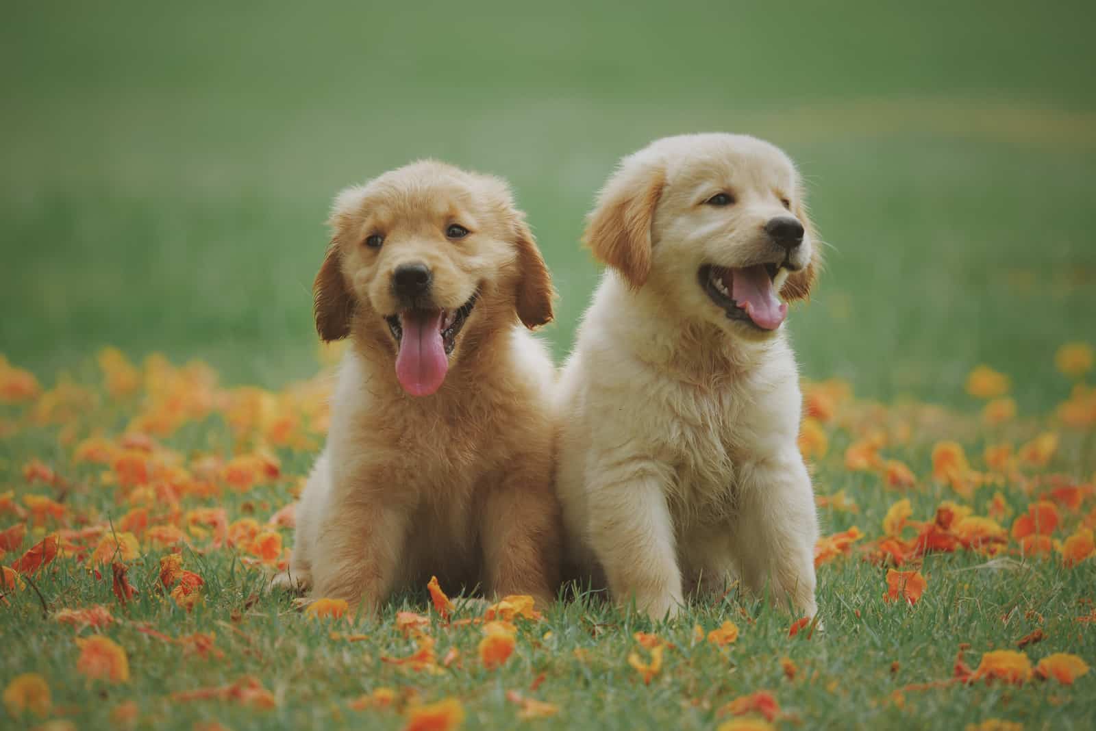 dos cachorros de golden retriever