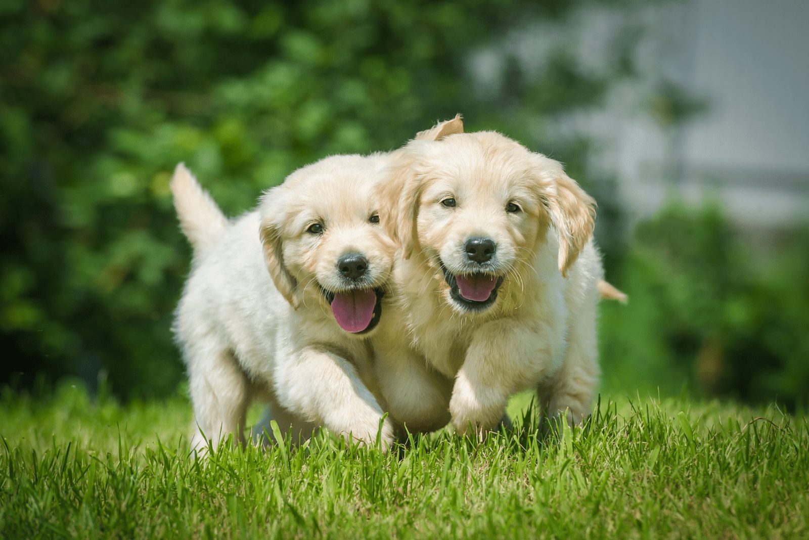 dos cachorros de golden retriever corriendo por el campo