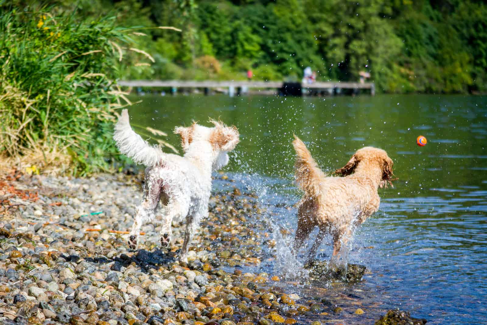 dos perros goldendoodle corren hacia la pelota en el lago