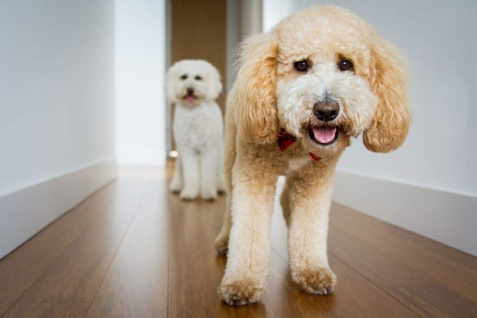 dos perros goldendoodle de pie en el pasillo de la casa