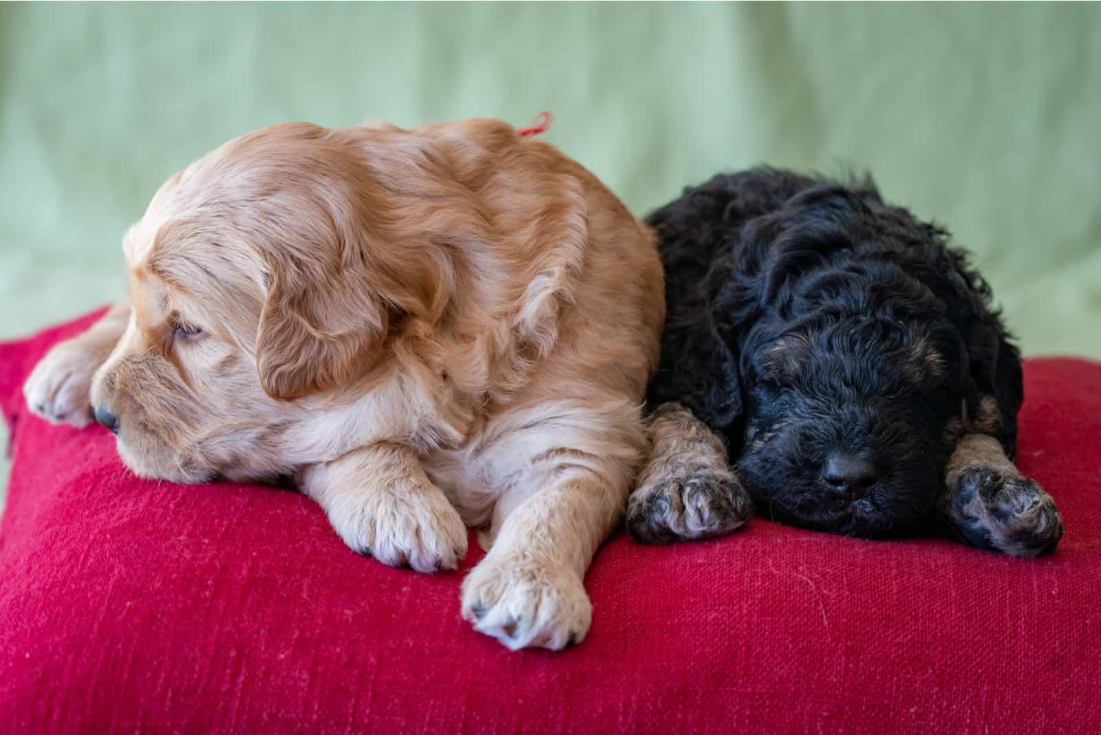 dos cachorros goldendoodle