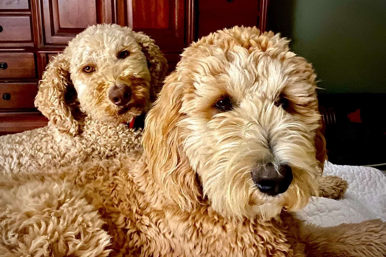 dos cachorros de goldendoodle relajándose en interiores