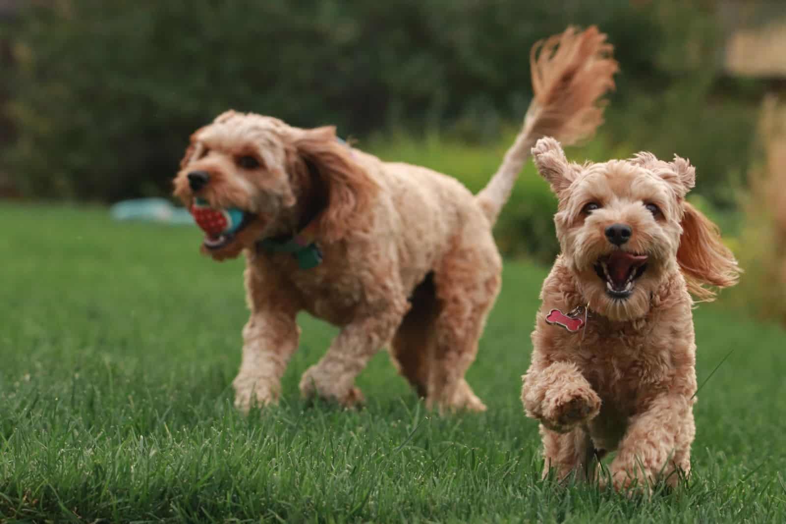 dos goldendoodles jugando