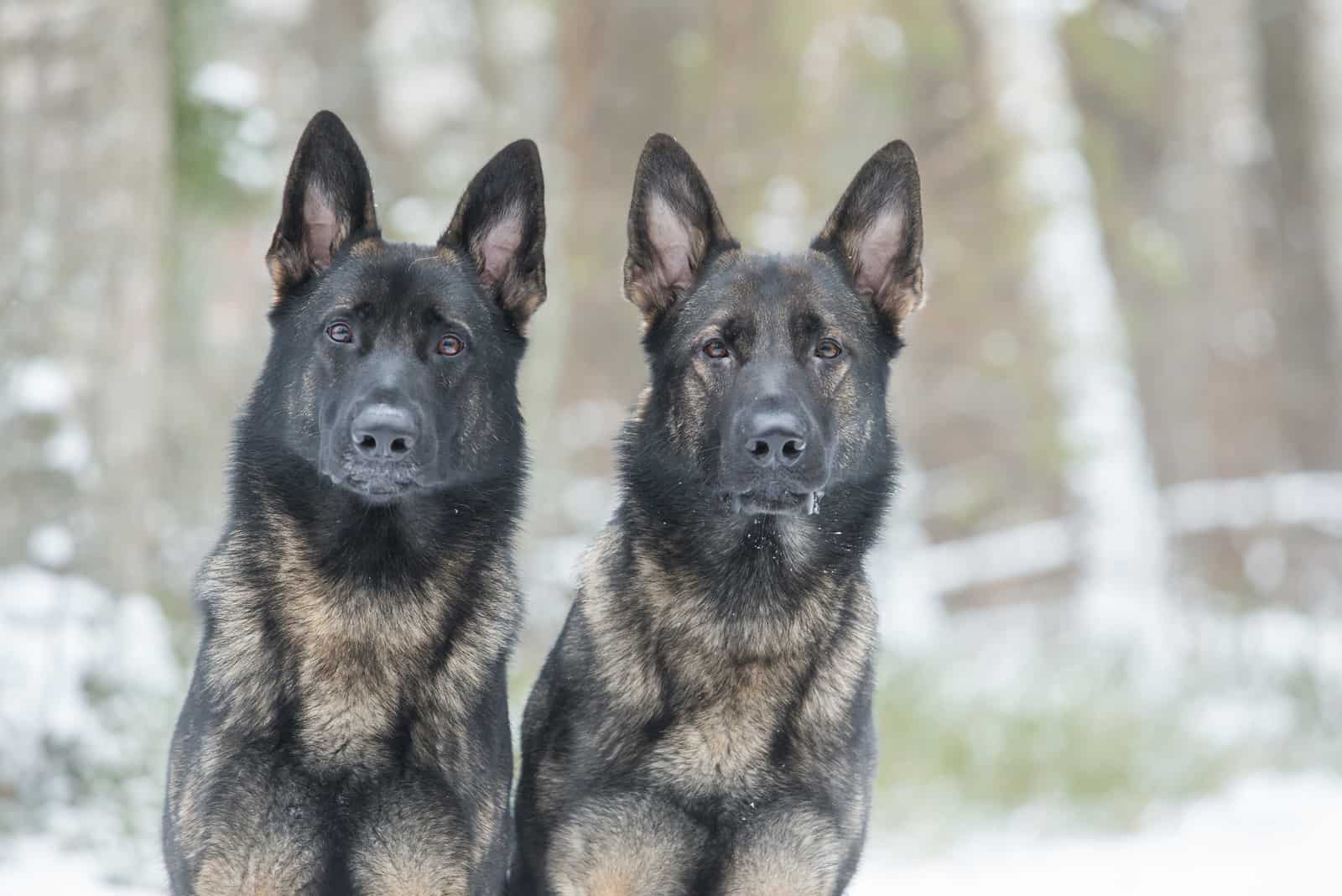 dos perros pastor alemán gris