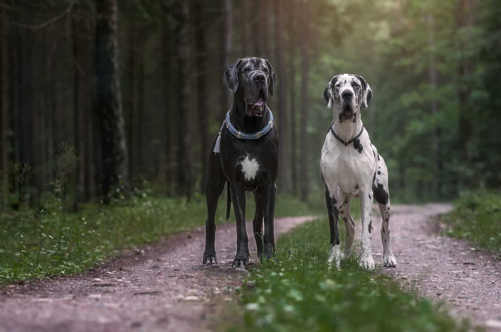 dos gran daneses en el bosque