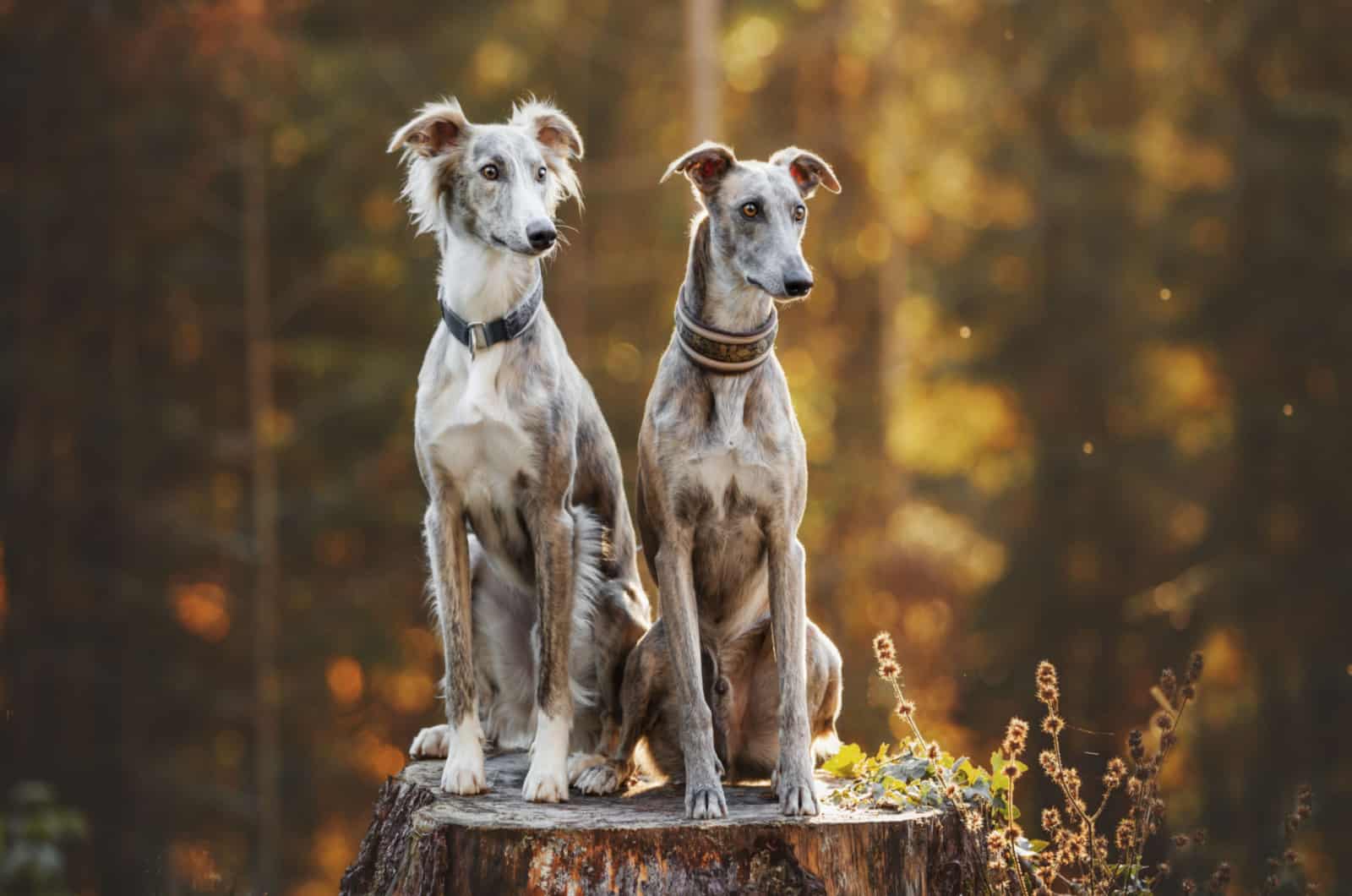 dos galgos