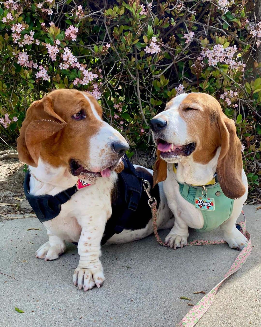 dos basset hounds felices