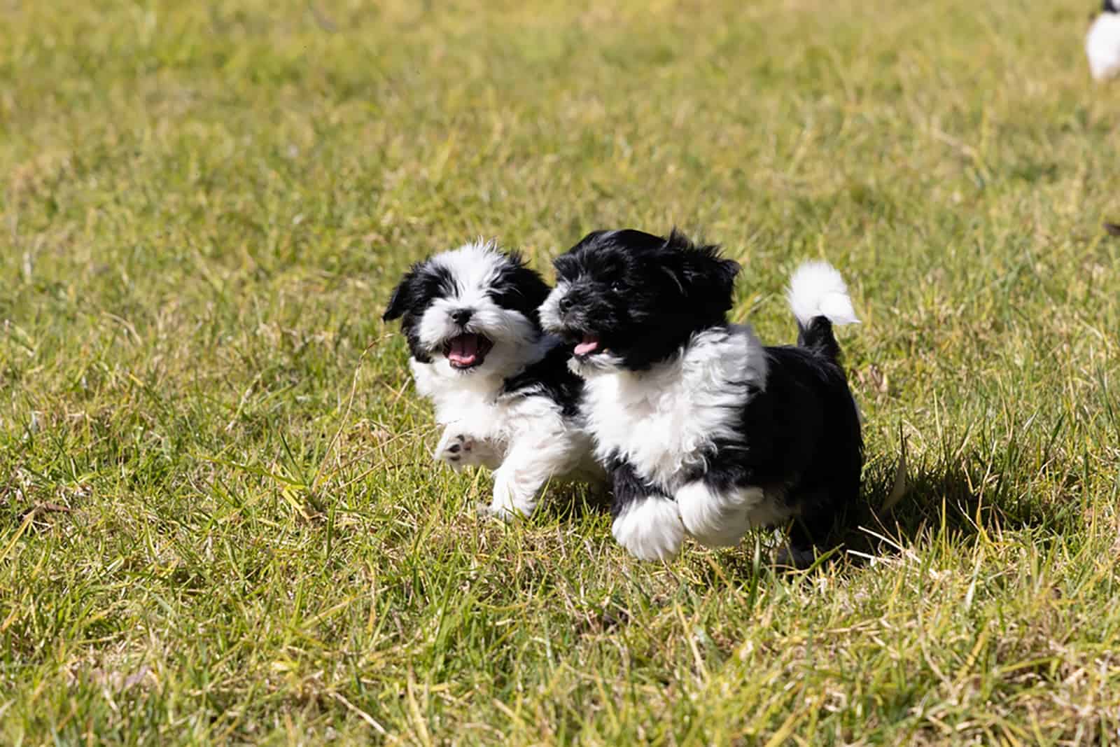 dos cachorros havanese jugando