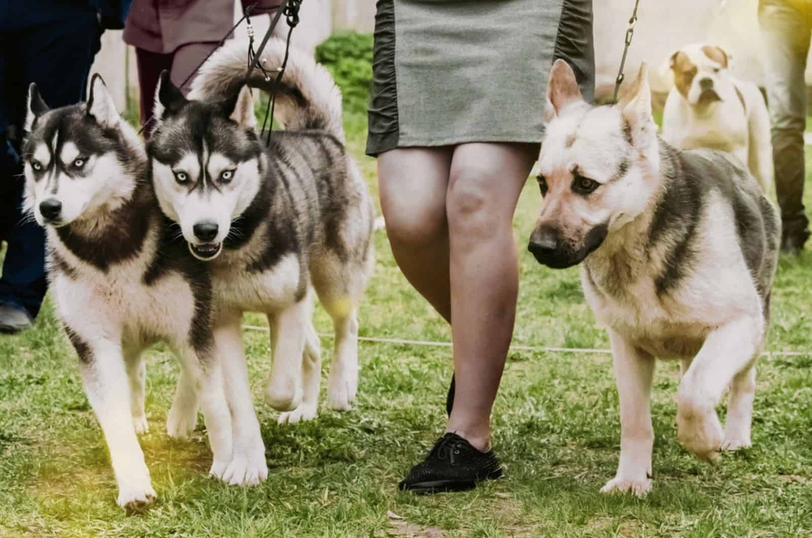 dos huskies y pastor alemán con correa
