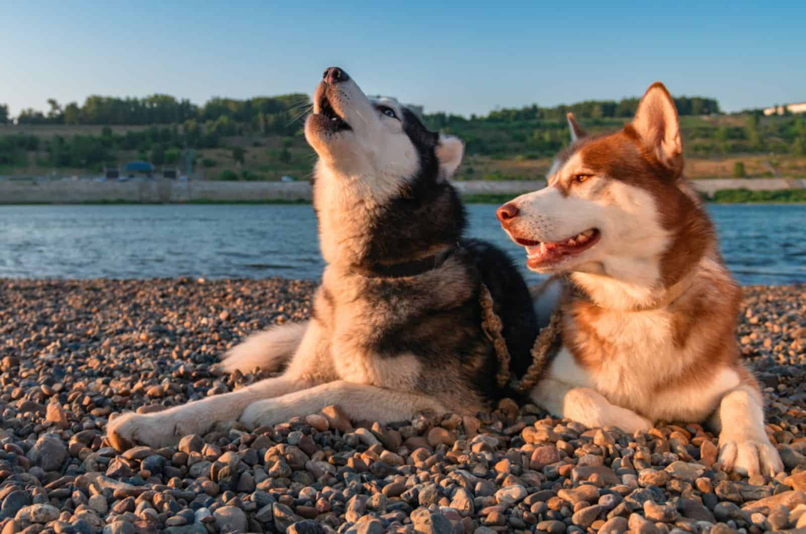 dos huskies tumbados en la playa y aullando