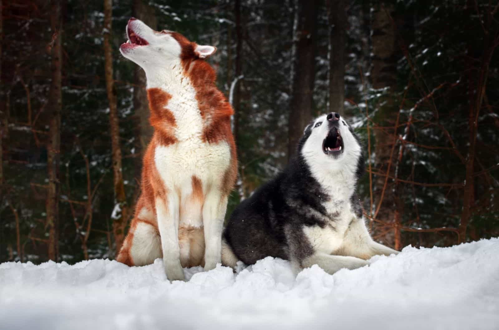 dos perros husky aullando en la nieve