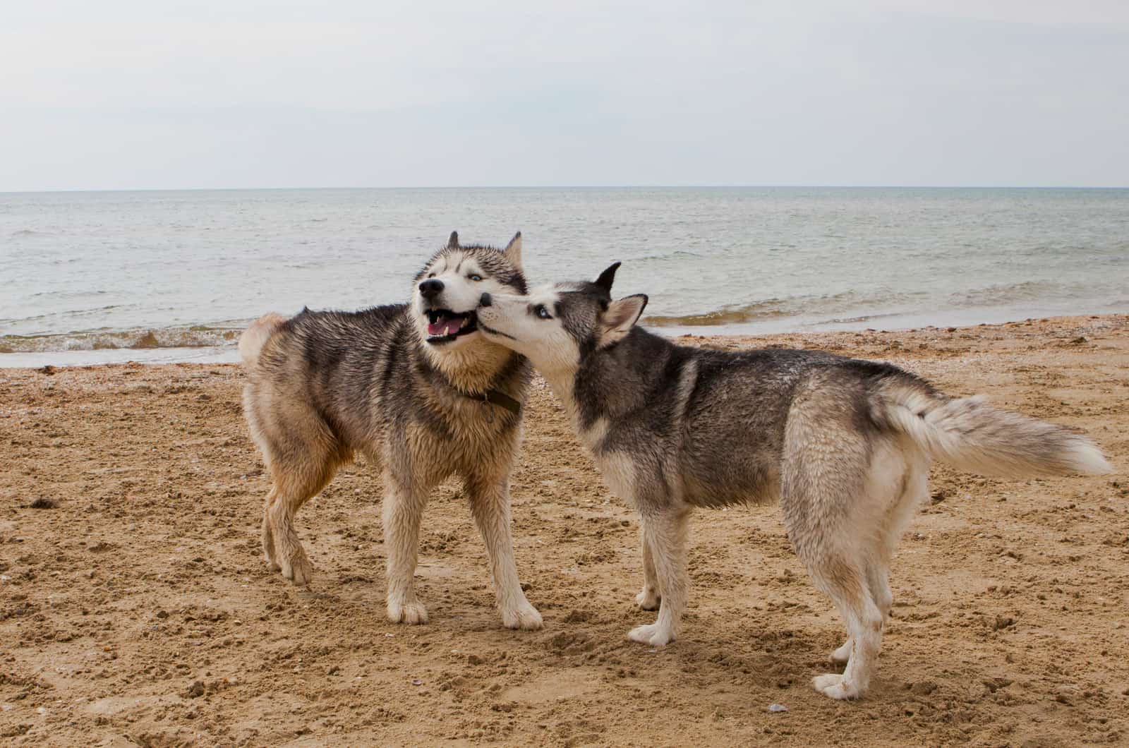 dos perros husky en la playa