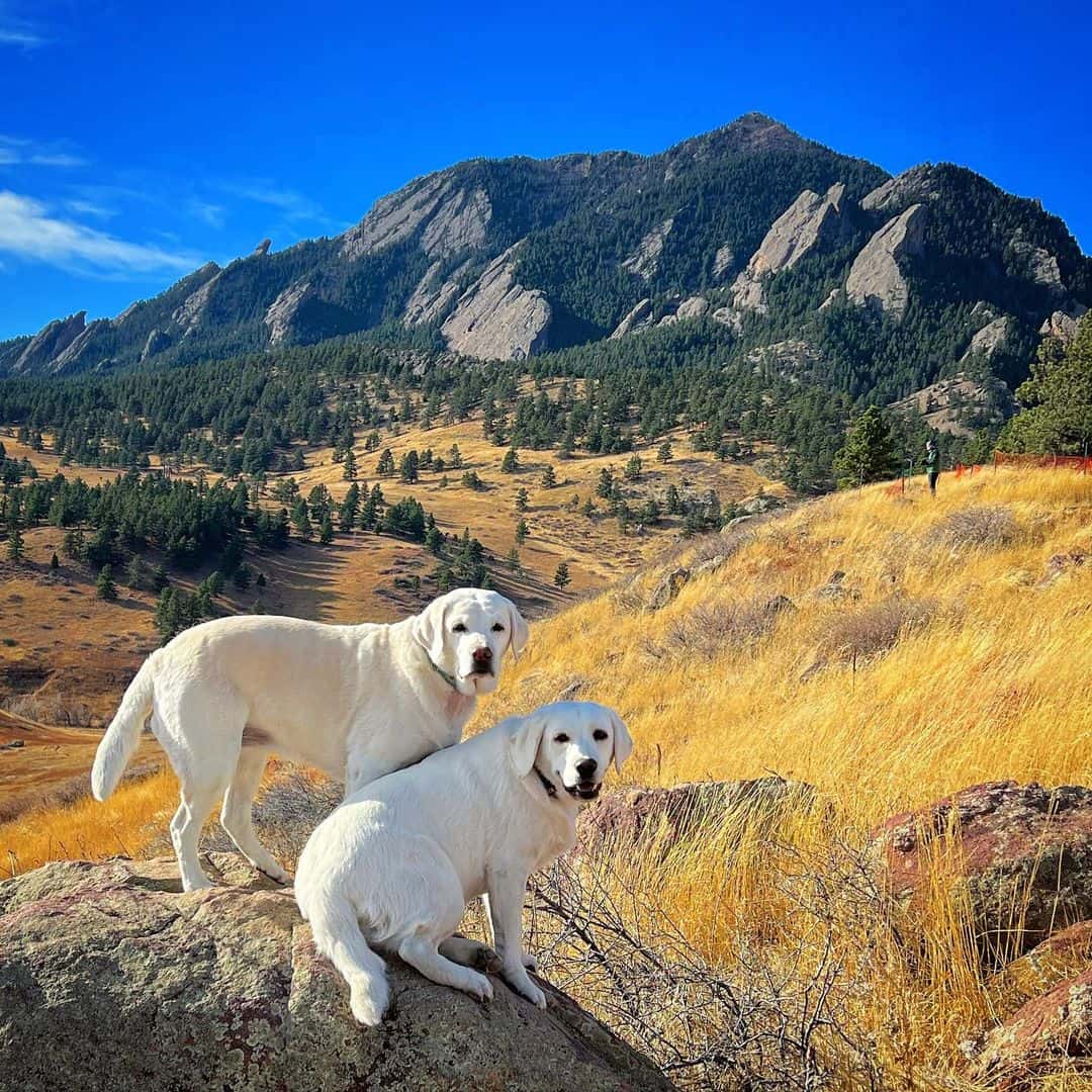 Dos Labrador Retrievers en la naturaleza