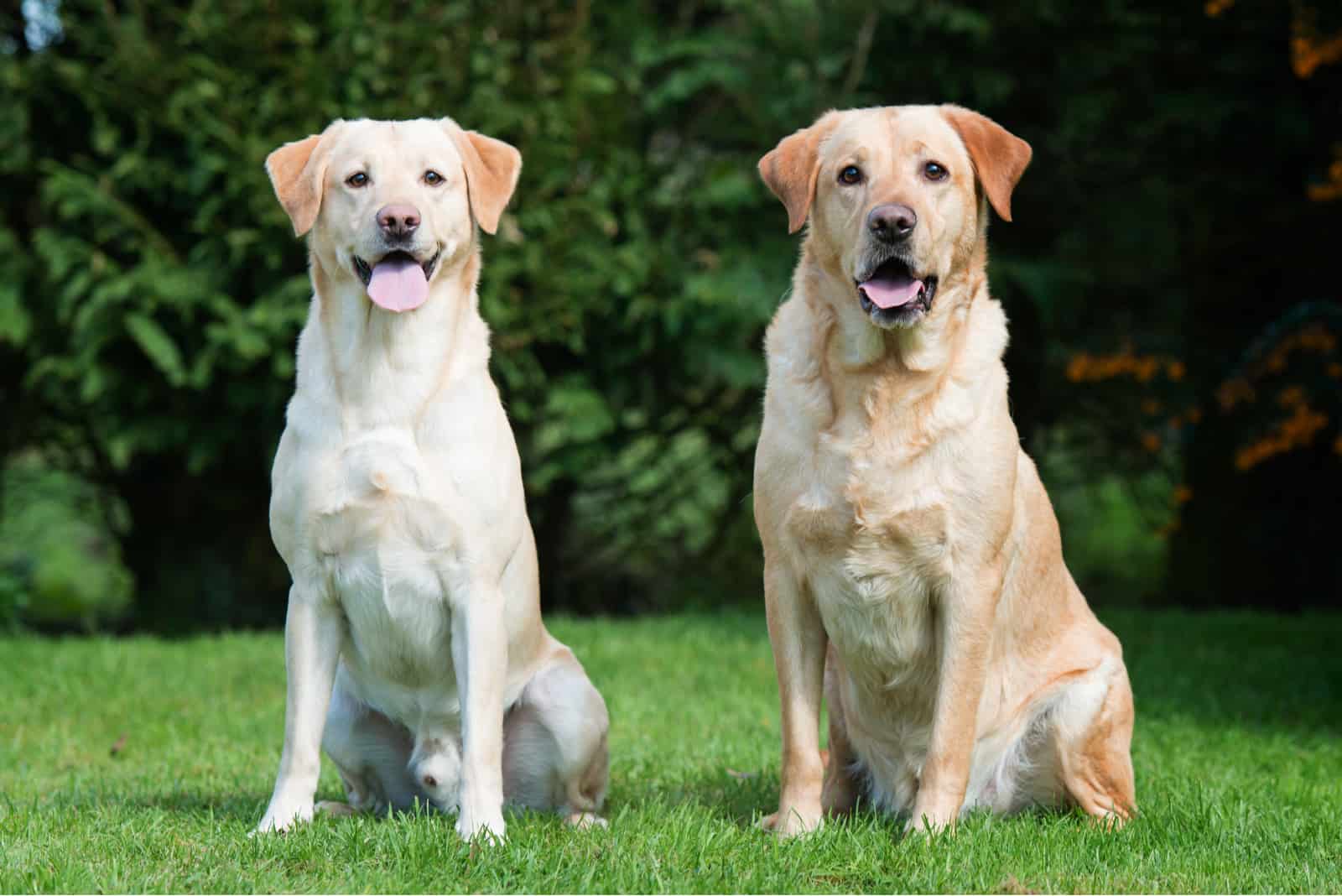 dos labradores retriever parados uno al lado del otro