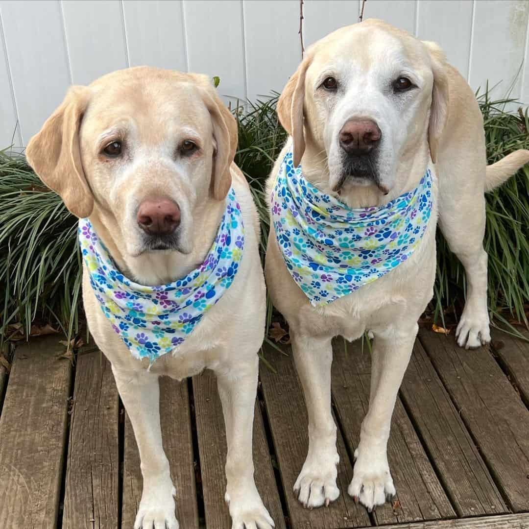 Dos Labrador Retrievers con pañuelos a juego