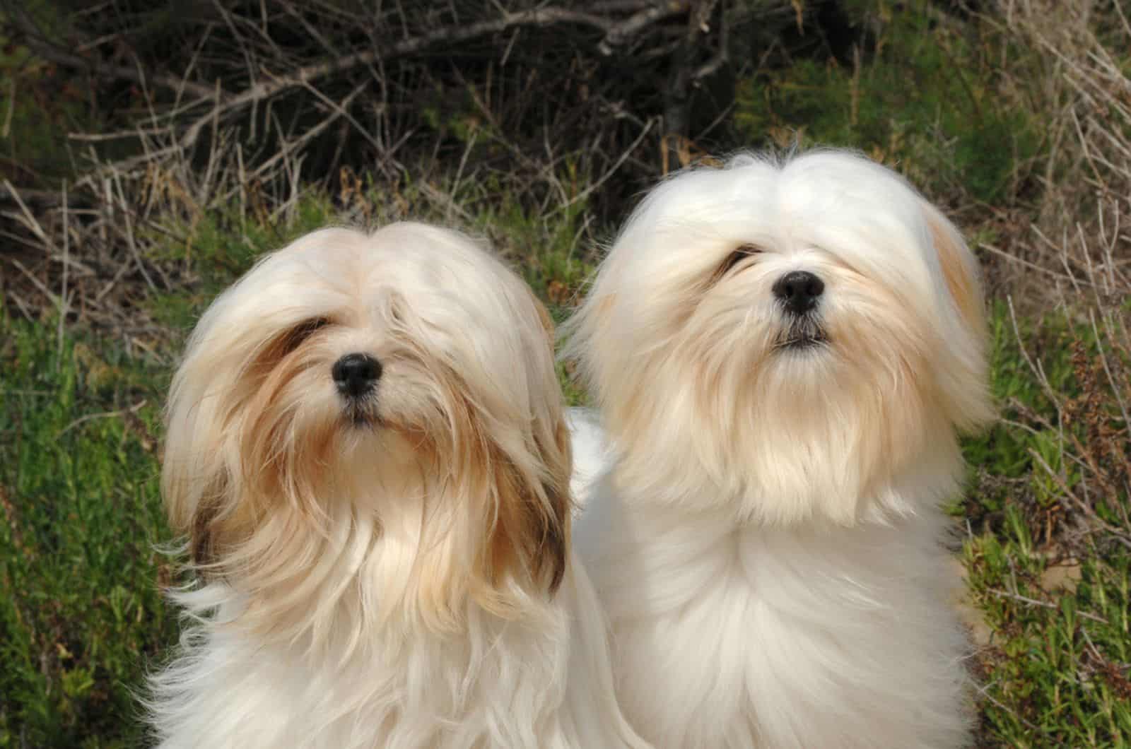 dos perros lhasa apso en la naturaleza