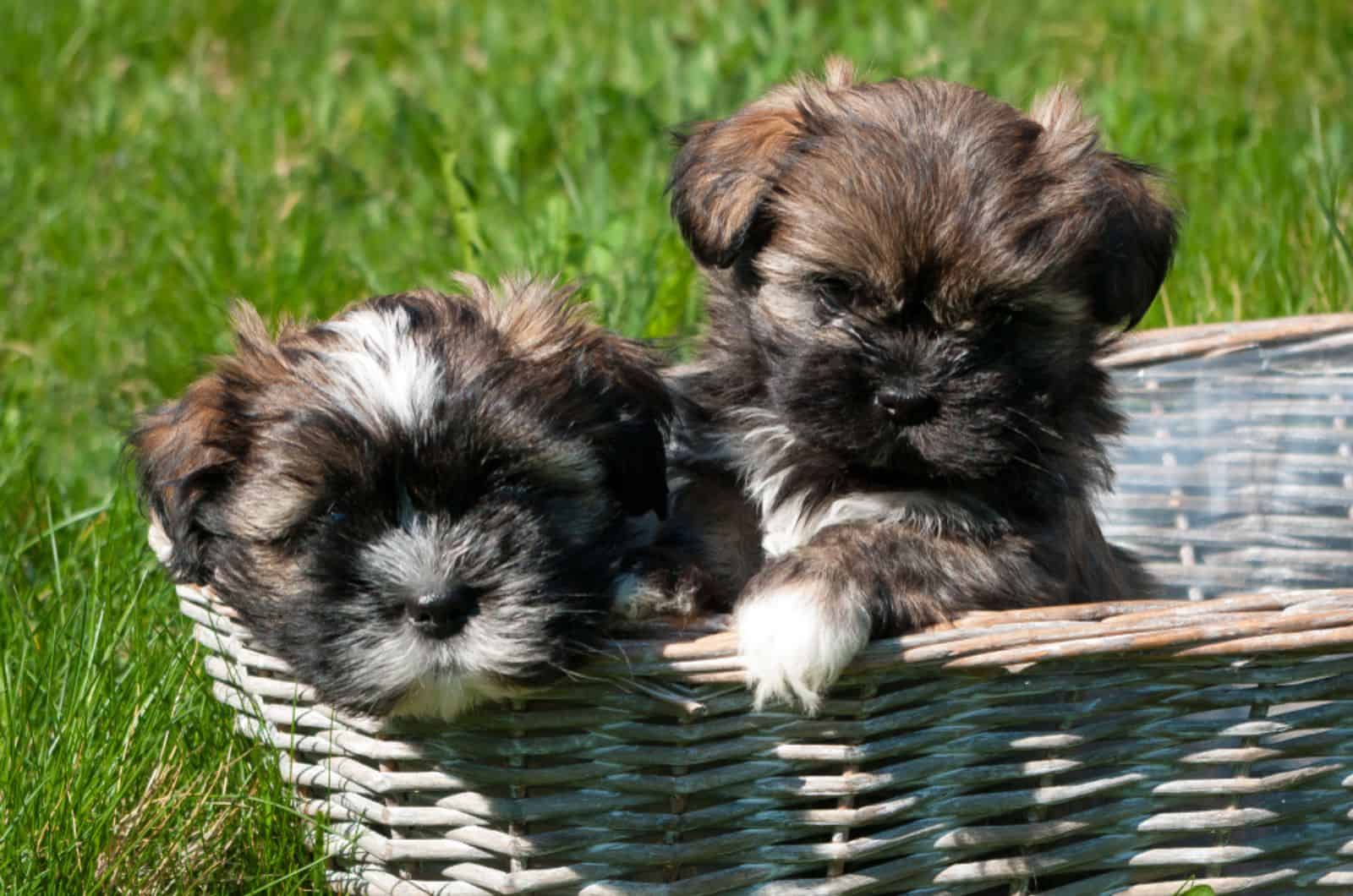 dos cachorros lhasa apso en una cesta