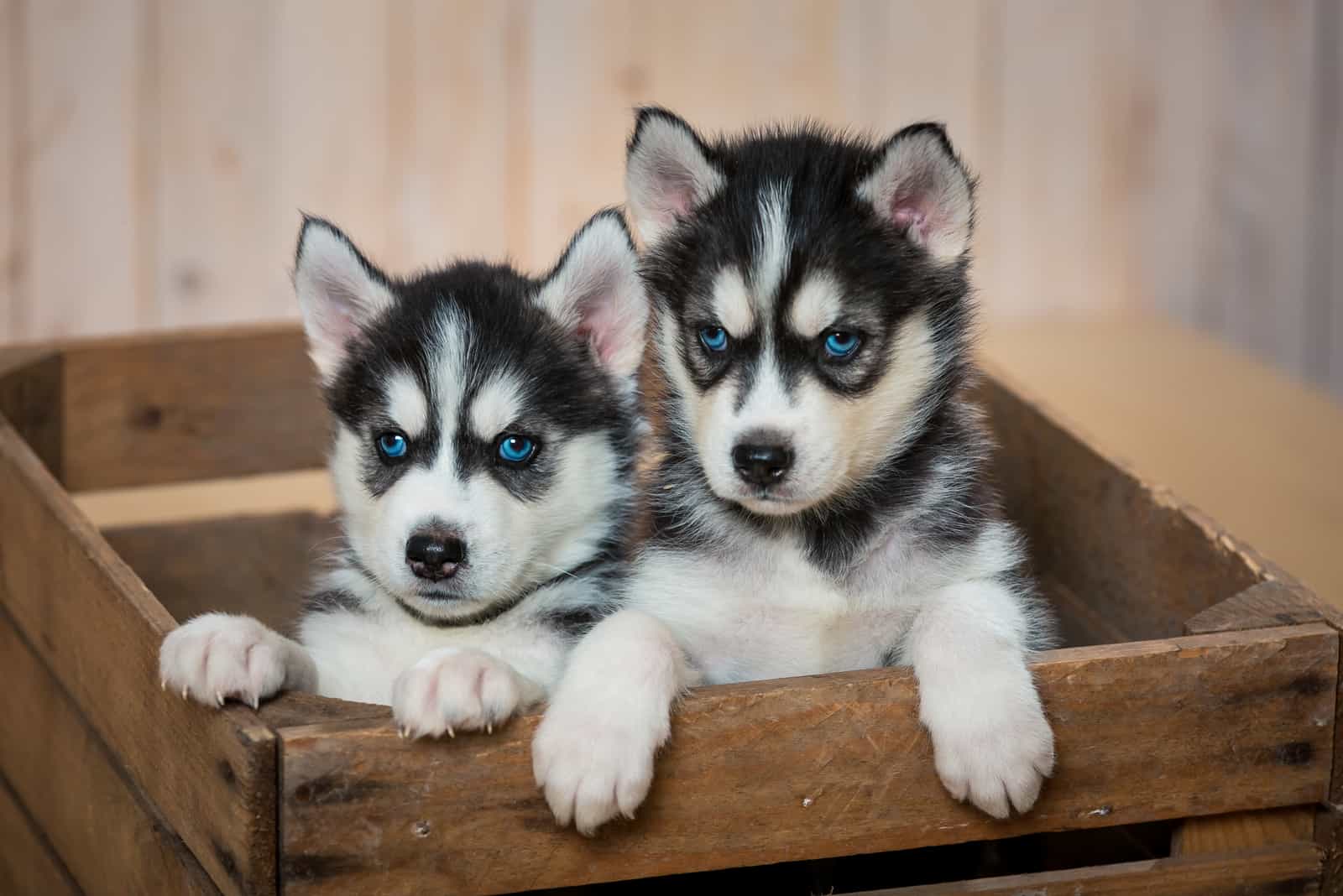 dos pequeños cachorros