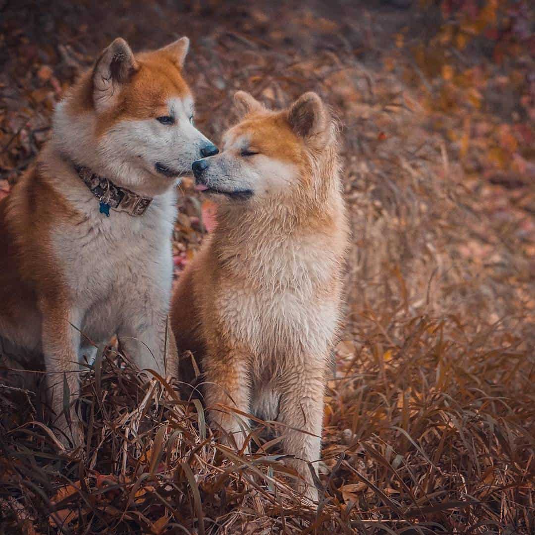 dos akitas de pelaje largo