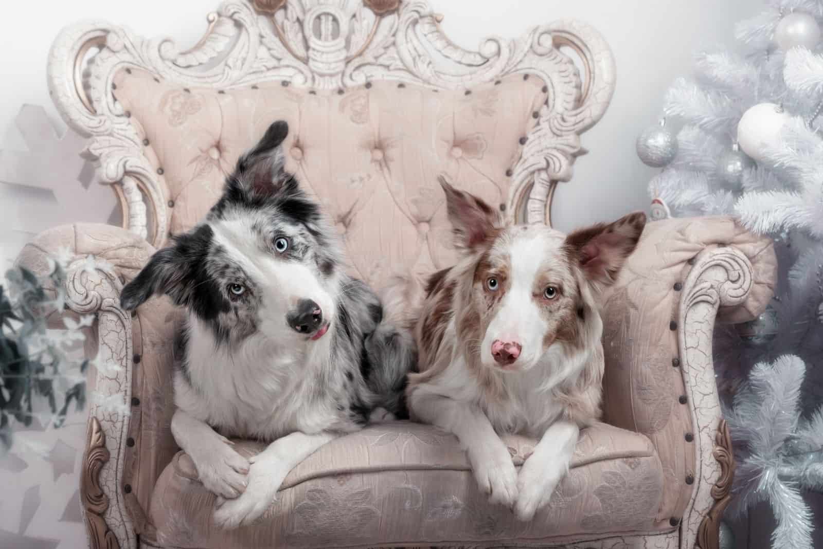 dos border collies merle sentados en la silla navideña hermosa