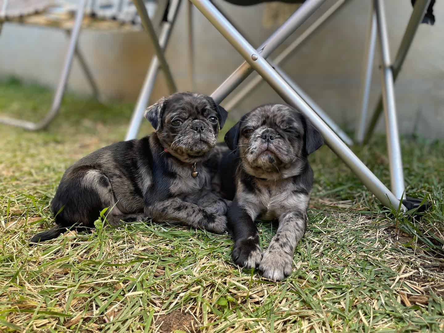 dos pugs merle acostados juntos